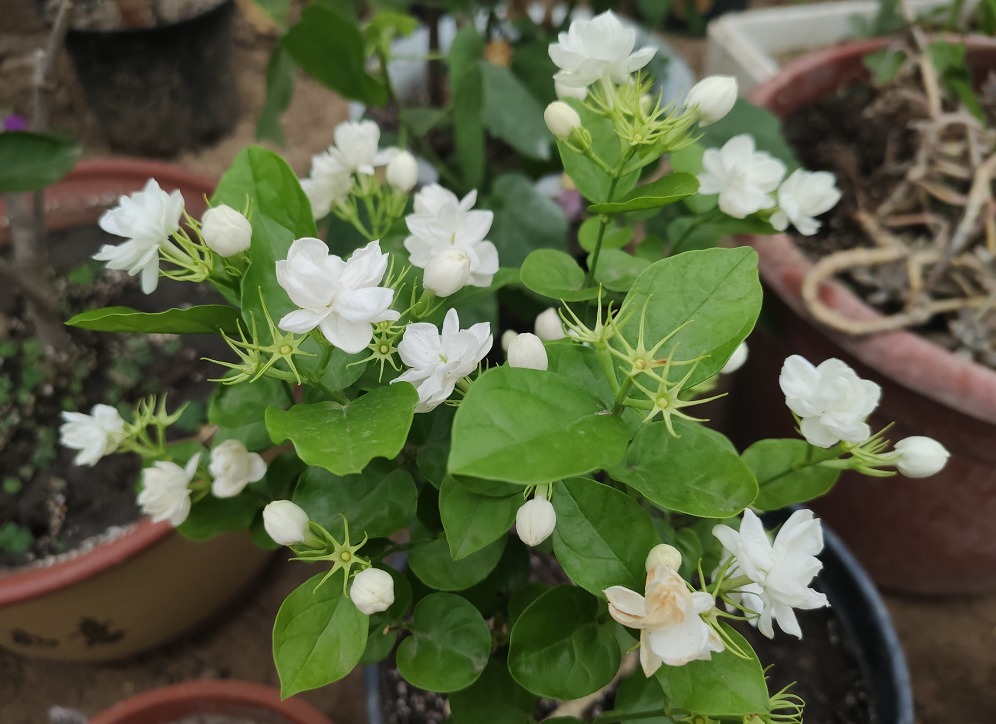 阳台养上8种花,一年四季有花看,新手也能养,打造阳台小花园