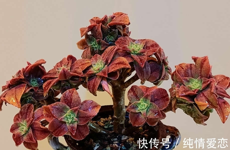 多肉法师老桩适合放在什么地方养?当然是通风好又宽敞的环境中了