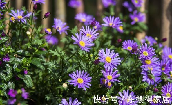 就算不小心枯了,也要重新养一盆的6种花,因为实在太优秀