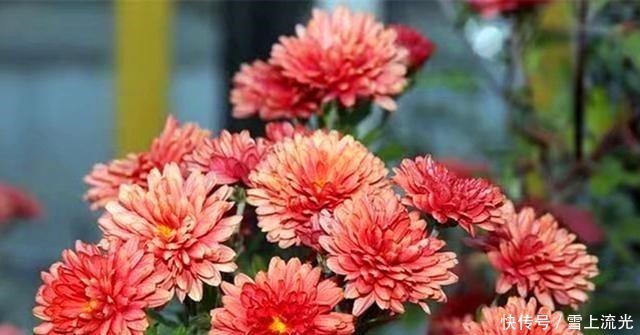 雪水|用上3种天然水浇花，促进根系生长增加营养，遇到了一定要存点