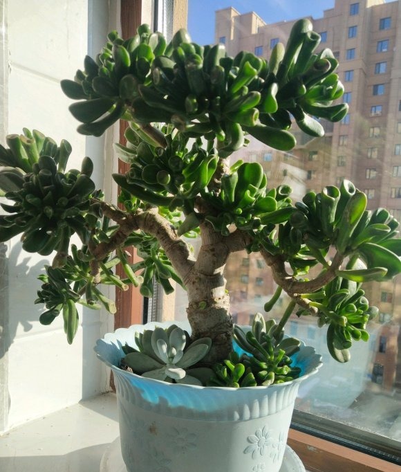 颗粒肥|能“吸财”的多肉,养盆吸财树,肥水不要少,半年养到手臂粗