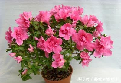 杜鹃|花店刚买的杜鹃黄叶,落花苞,喷点这个水,一招就搞定