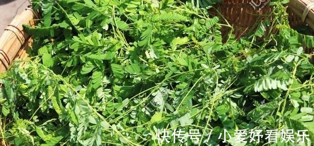 南宁市药物志|农村常见的鸡骨草,却是生产肝炎颗粒的中药材,怪不得它值钱了
