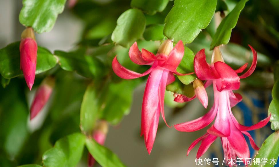 进入春天，就别让蟹爪兰开花了！这样养护叶片肥厚容易度夏