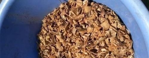 花盆里垫点这东西，营养土都不用买，养花全年不烂根