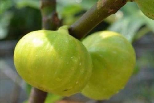 养颜|秋季养生，常吃3种食物，缓解疲劳，补血养颜，清理体内毒素