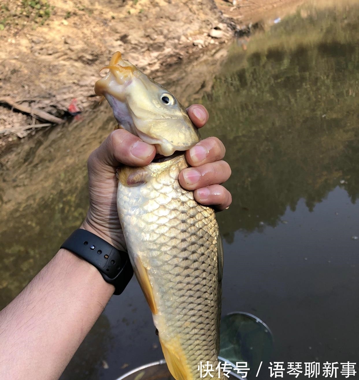 鱼头|广东一水库里的鱼集体“瘦成长条”,钓鱼人:幸好被我钓起来了