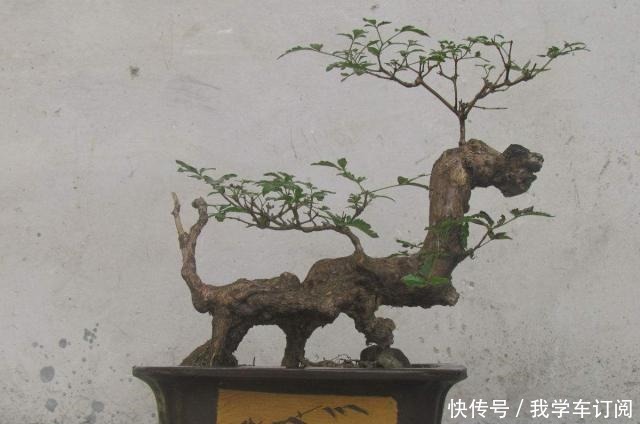 它野外常见,被牛羊摧残,能人将其搬回家中做成盆景,价值过万!