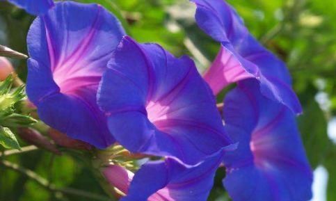 养花就养这几款,花朵粉嫩丰腴,花大色鲜胜百合,放在阳台美翻了