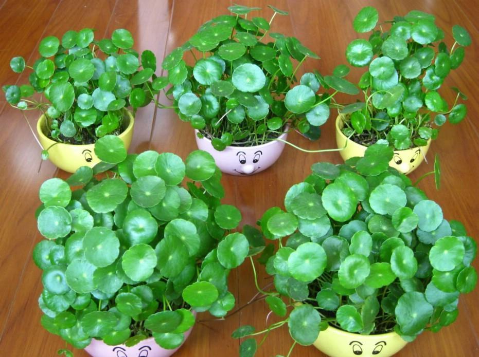 吊兰|农历8月2日开始，养花养个耐看的，花朵蹭蹭开爆盆，个个清新高雅