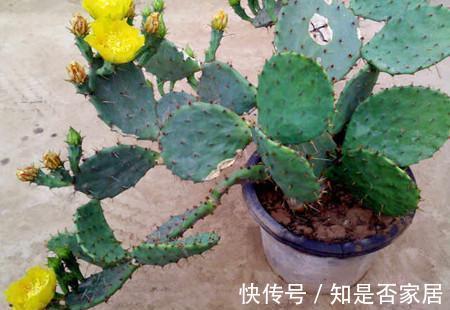 吊兰|让人省心的10大花卉,个个是“耐养型”,绿萝没上榜