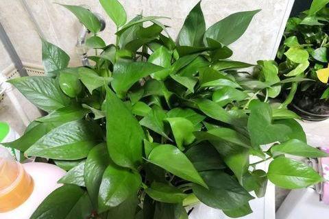 肥料|“这种水”别倒掉,绿萝最爱喝,一月浇两次,叶片从来不发黄