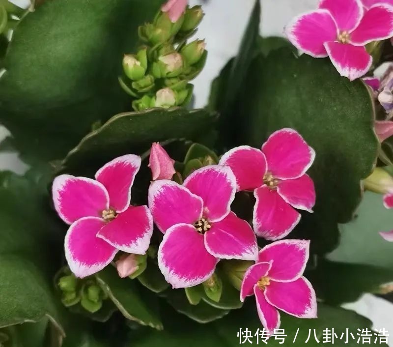 花期|45种长寿花,个个都是高颜值,家里养几盆,美得移不开眼