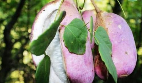 榴莲|农村这种野果,比榴莲还好吃,20元1斤的稀罕水果,你吃过吗?