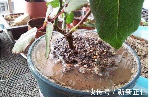 养花常浇1种水,不用年年换盆,土壤松软,10年不黄叶!