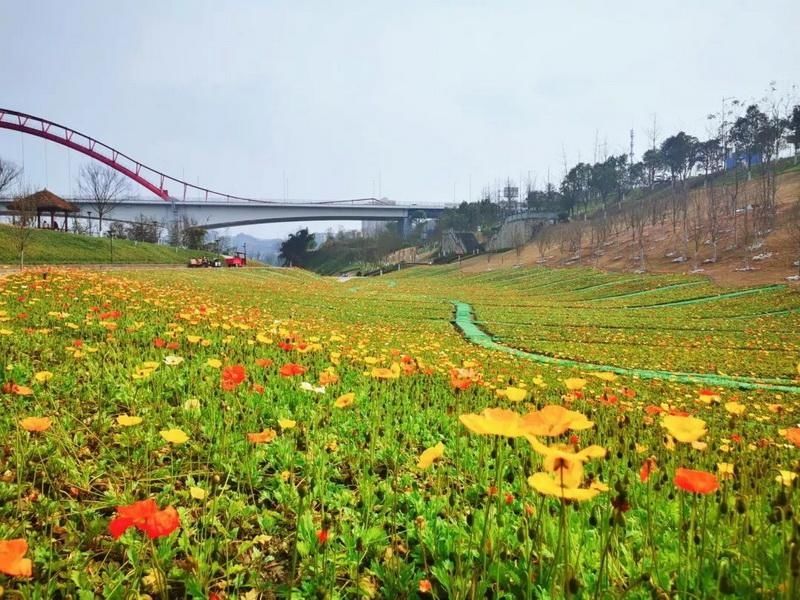 花漾山城 坐上列车去听花开的声音