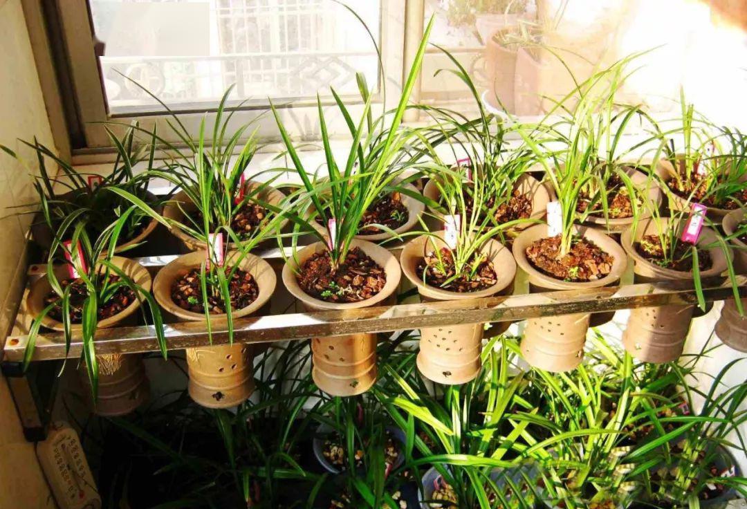 16种耐阴花,就算阳光不足,也能年年生长、开花