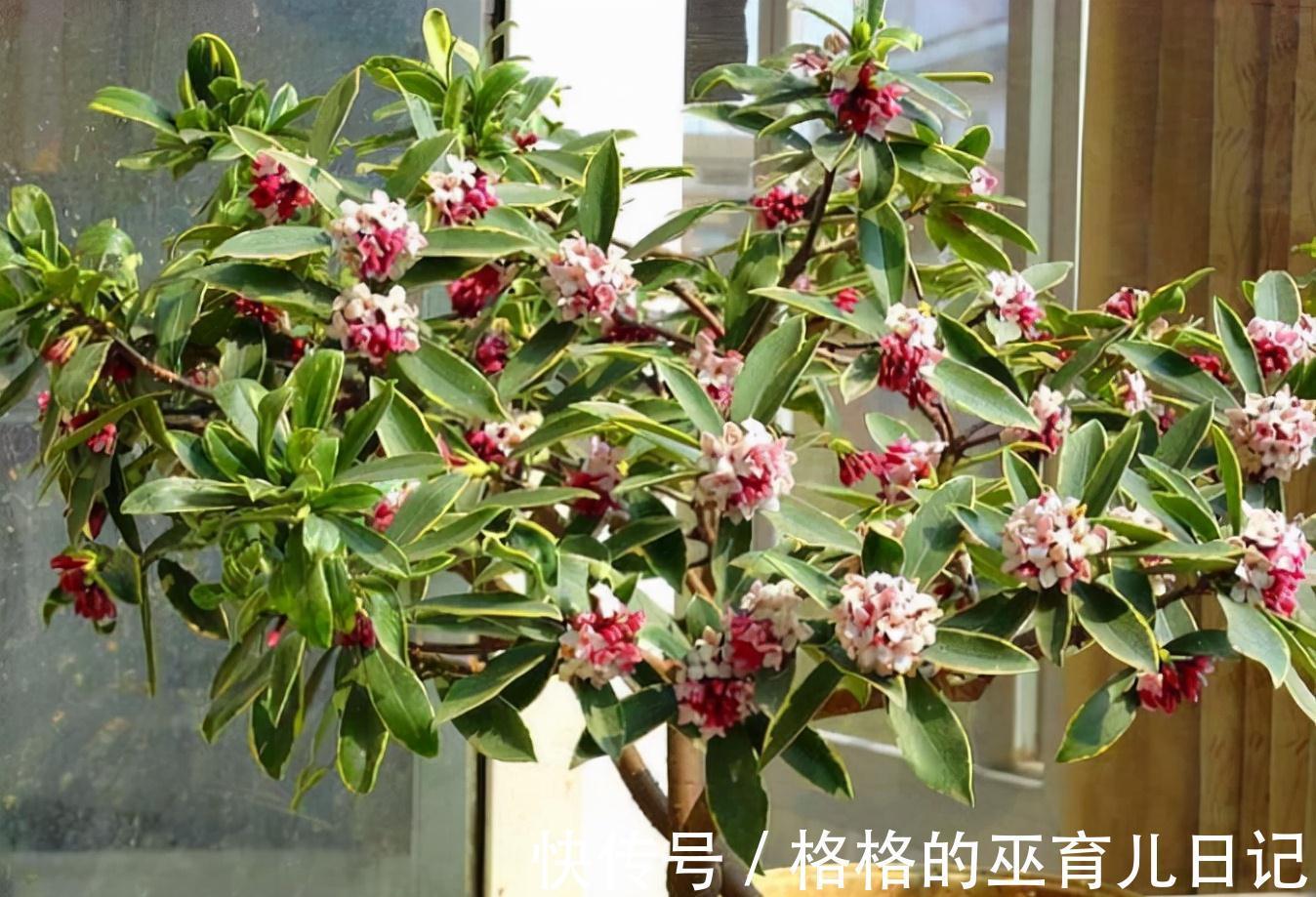 入冬瑞香做好“2足1勤”,不仅开花多,而且香味更足