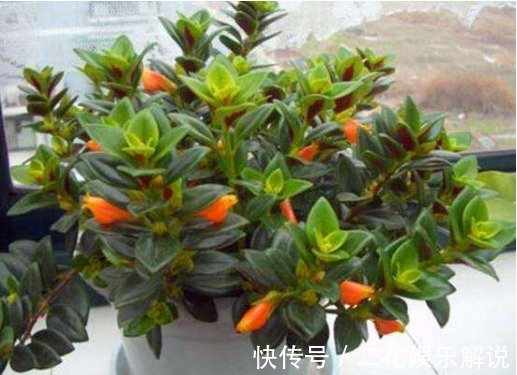 高温来袭，在家养这些花朵，养护省心，放家里清新省事，花儿贼旺