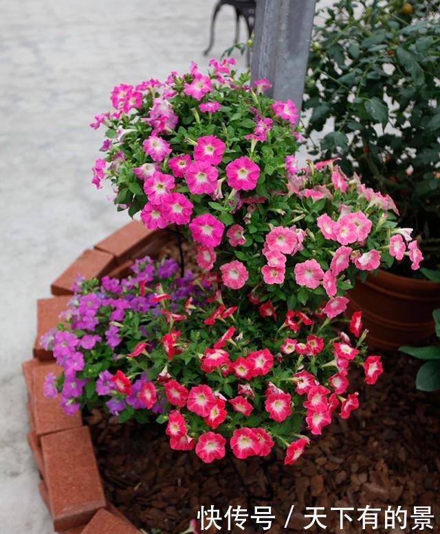 花期|5种漂亮花,越晒越开花,暴晒也不怕,开成“花疙瘩”