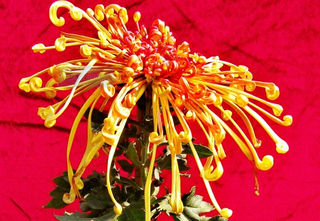 喜欢菊花，就养盆“菊中珍品”开龙夕宮，似飘舞贯珠，端庄优雅