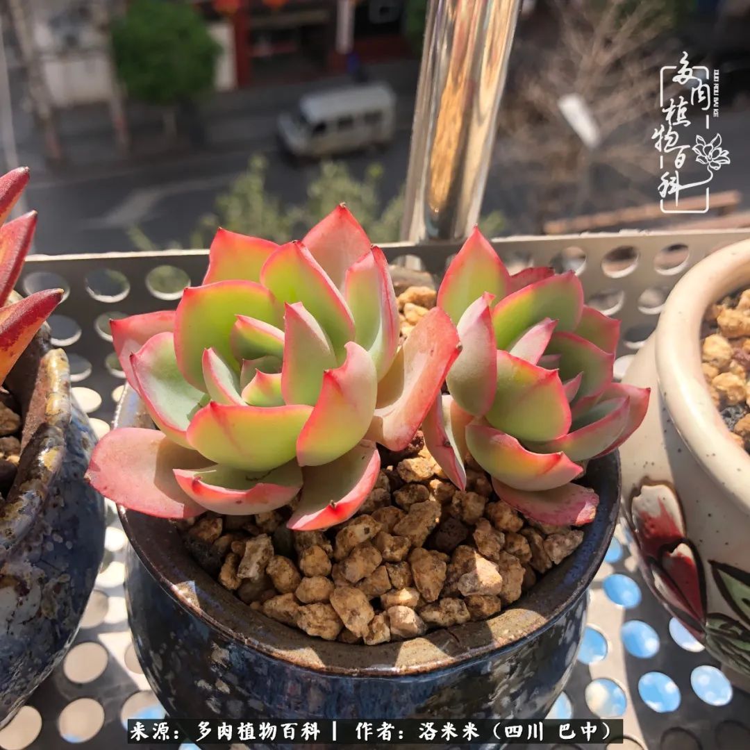 时间是多肉最好的滤镜!附个人养护经验!