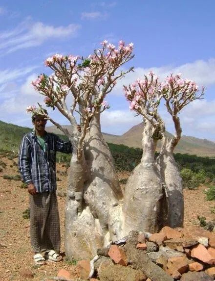 开花|6种漂亮花,都有“大肚子”,吸一次水一个月不浇,天热狂开花