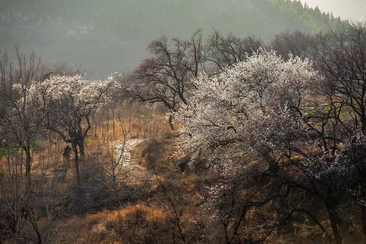 又是一年杏花开，趁着春日烂漫，一起去踏青赏花呀