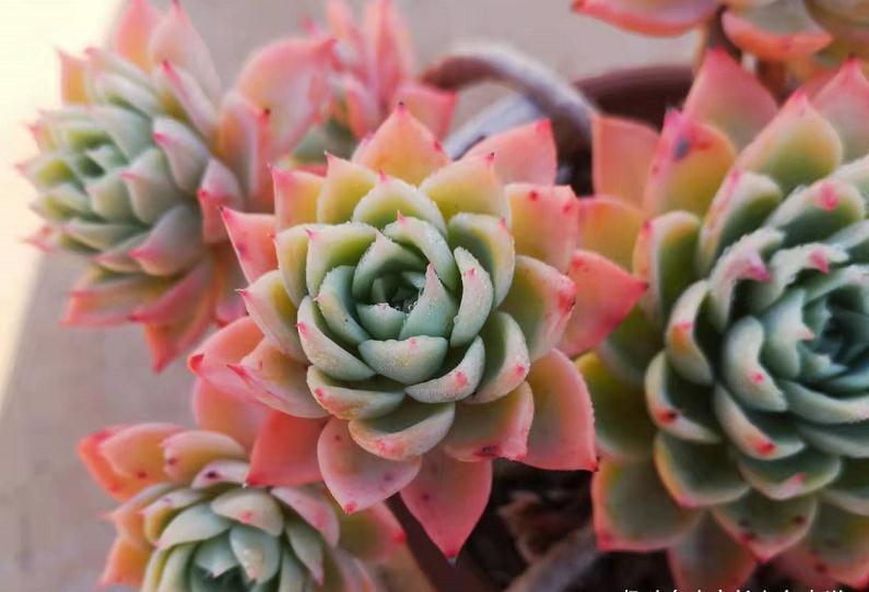 多肉很迷人,一旦入坑就很难出去,除非碰到6种让人郁闷的状况