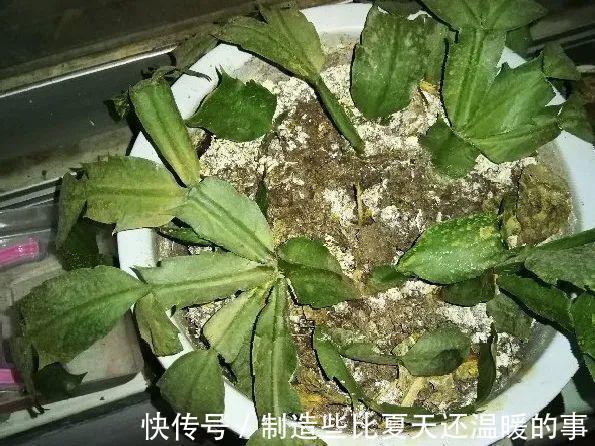 要点|养护蟹爪兰,要注意8个要点,才能开出仙气飘飘花