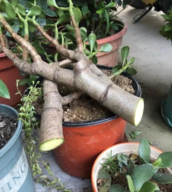 造型|这2种大粗杆插土里,2周能生根,成活后还可以做成盆景造型