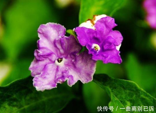 从4月24日开始,家养此款花卉,耐热耐晒更耐旱,开花多又美