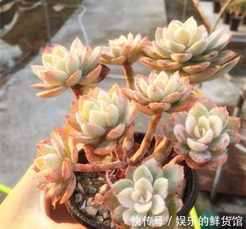 群生|多肉植物越长越丑?3个小技巧,上色美易爆盆,长成群生老桩!