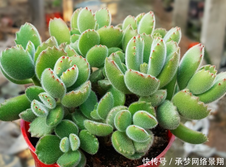 养多肉土壤怎么配?酸碱度应放在第一位,多肉轻松变得胖乎乎