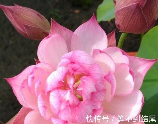 养花就养这几款，全年开花不停，开花就爆盆，不易生病好养护