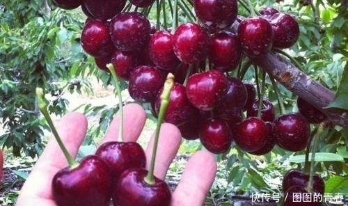 名字中带“子”的水果,拿出5包辣条,猜你只想到了桃子