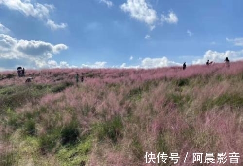 花海|一大片粉色花海来袭，秋天在主城也能打卡粉黛乱子草