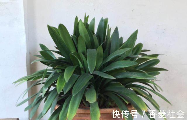 君子兰|君子兰开花有4把“锁”，明白人逐一打开，想不开花都很难