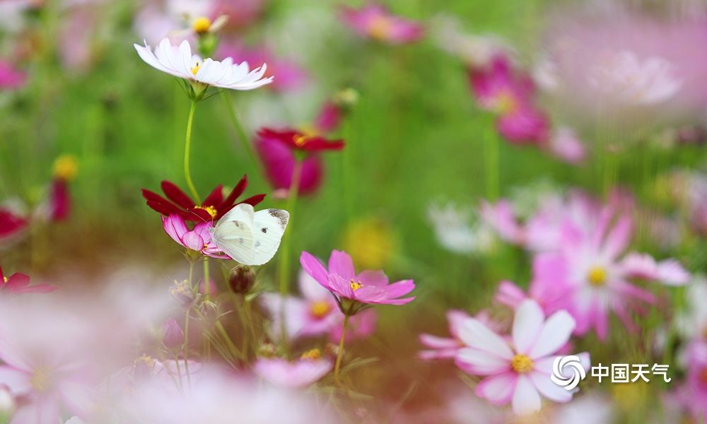 重慶南平壩格桑花盛開扮靚江岸 中國熱點