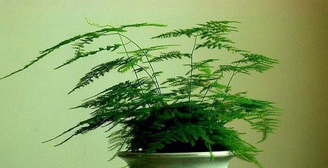 文竹“黄叶”不好养注意这几点,养成“盆景”很简单