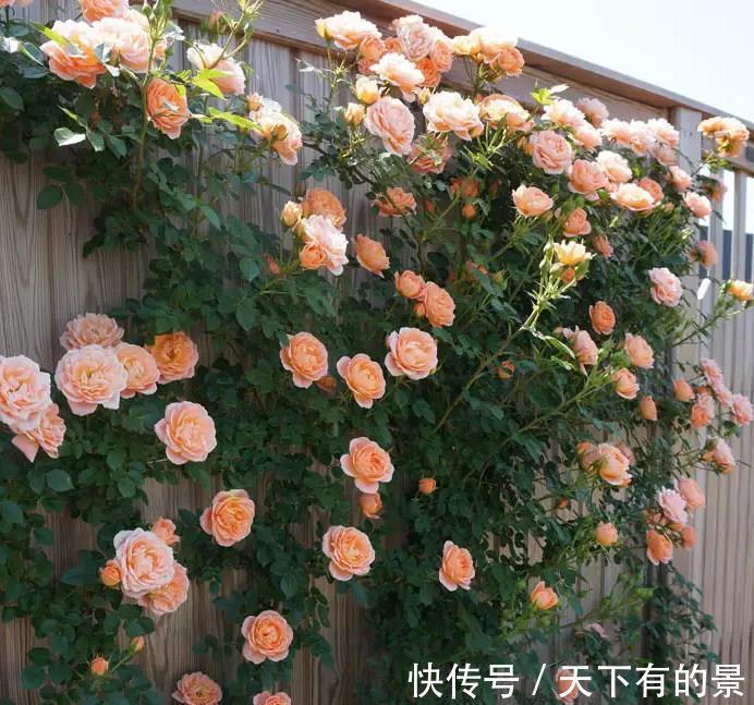 花朵|进入八月,6种花要多晒太阳,越晒花朵娇艳,开花越勤