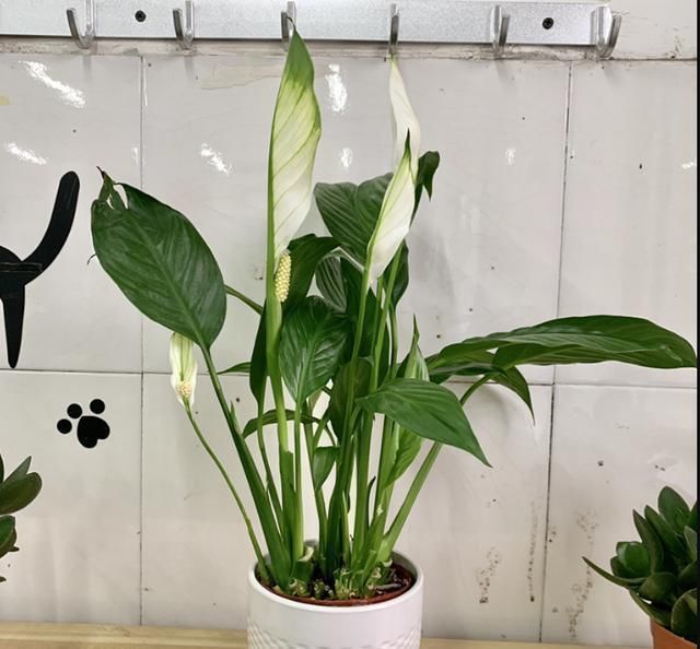 热季|家里有6种花,赶紧擦点啤酒,保管长得绿油油,效果比施肥还好