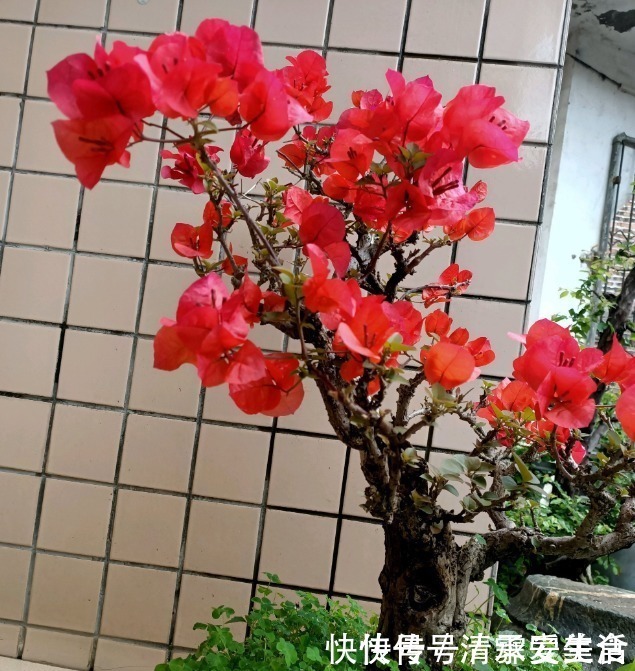 根系|三角梅只长叶子不开花,赶紧剪一刀、虐一虐,花呼呼全开!