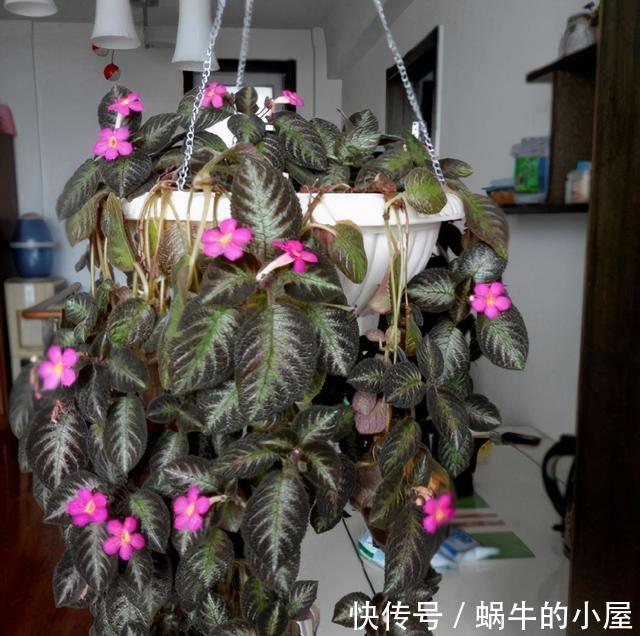 此3种“耐阴花”，光照不好也开花不停，一年开花200天