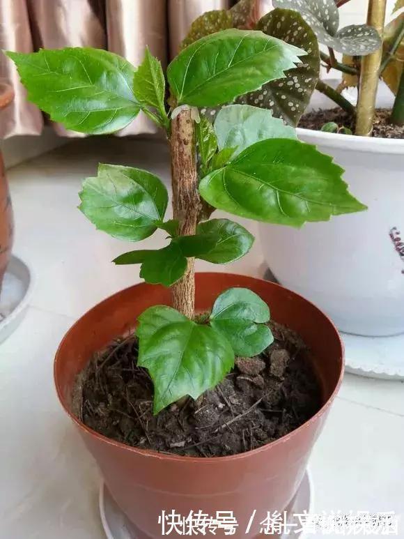 扶桑|1种花一开就是300多天,好养又漂亮,新手懒人都能养!