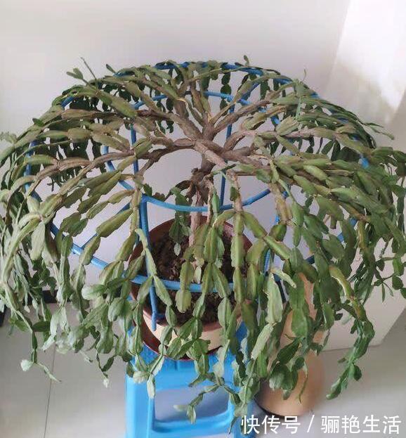 河沙|秋季蟹爪兰根茎腐烂开花少教你“2法”，蟹爪兰一年最少开花3次