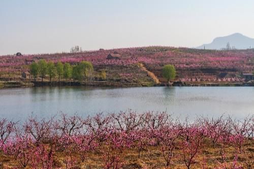 风景秀丽的蒙阴高都水库，四周桃花环绕，一个美丽的桃花源