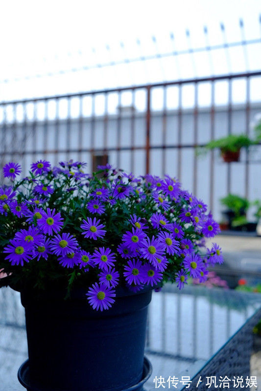 花卉名品柠檬黄三角梅,花开优雅迷人好养活,可以说是养花首选