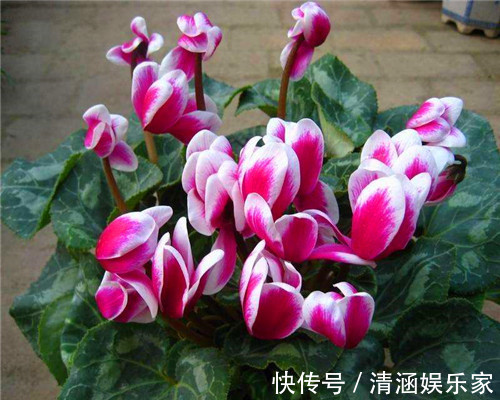 残枝|仙客来夏季容易枯死教你仙客来度夏的3个妙招，别说没提醒