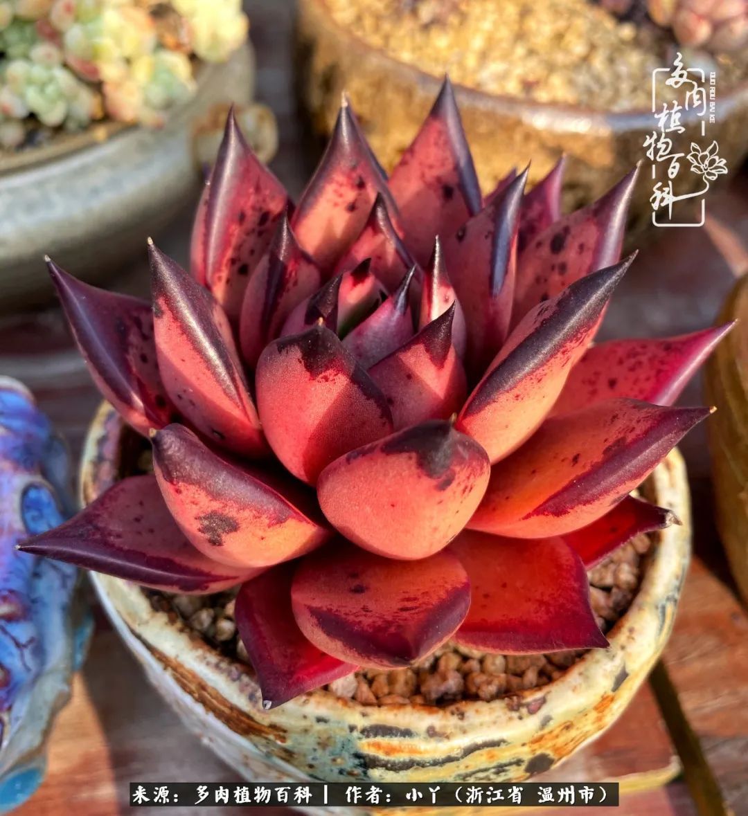 祖上无院家里无矿，一腔浪漫情怀付诸楼顶造花！